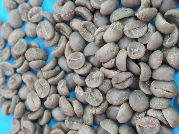 Cà phê nhân xanh Arabica S16
