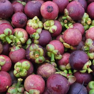 MĂNG CỤT LOẠI 2 BÌNH PHƯỚC