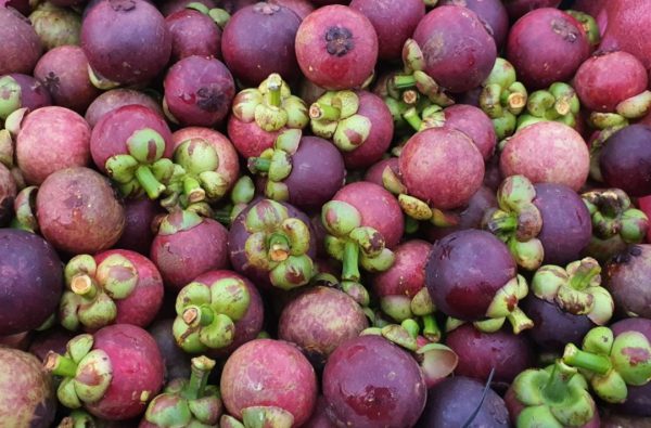 MĂNG CỤT LOẠI 2 BÌNH PHƯỚC