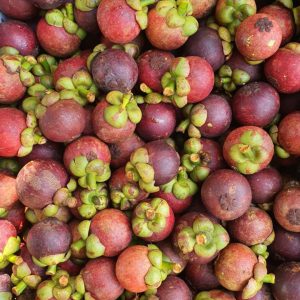MĂNG CỤT BI BÌNH PHƯỚC