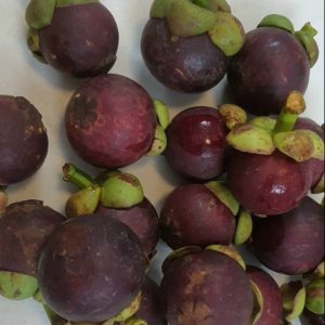 MĂNG CỤT BI LÂM ĐỒNG