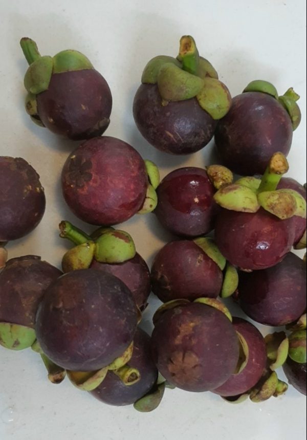 MĂNG CỤT BI LÂM ĐỒNG