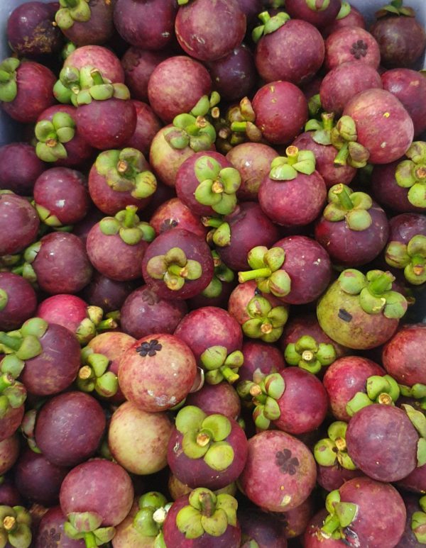 MĂNG CỤT LOẠI 1 BÌNH PHƯỚC