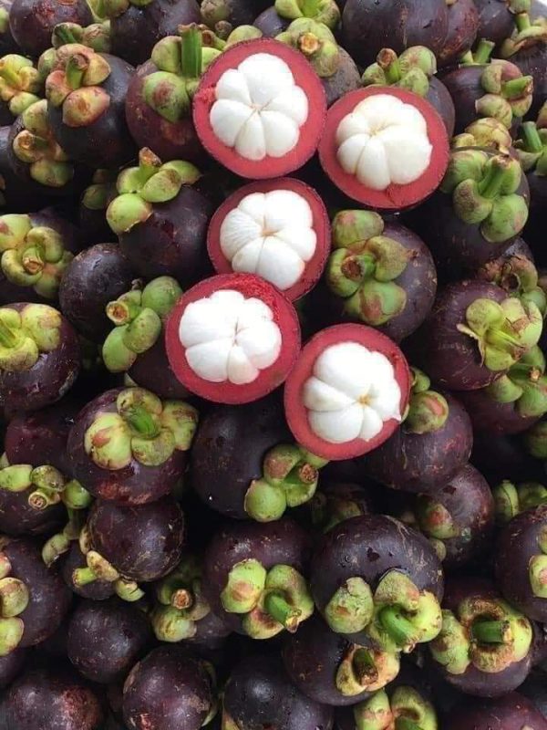 Măng cụt Việt Nam