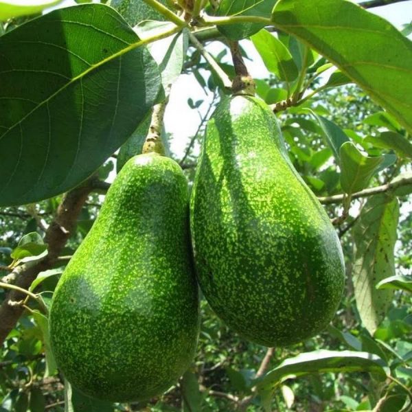 BƠ 5 LÓNG