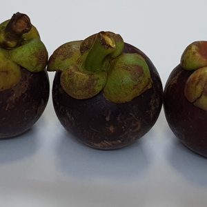MĂNG CỤT LOẠI 2 LÂM ĐỒNG