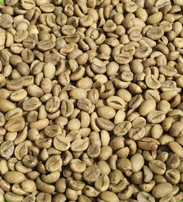 ROBUSTA S18 WET POLISHED