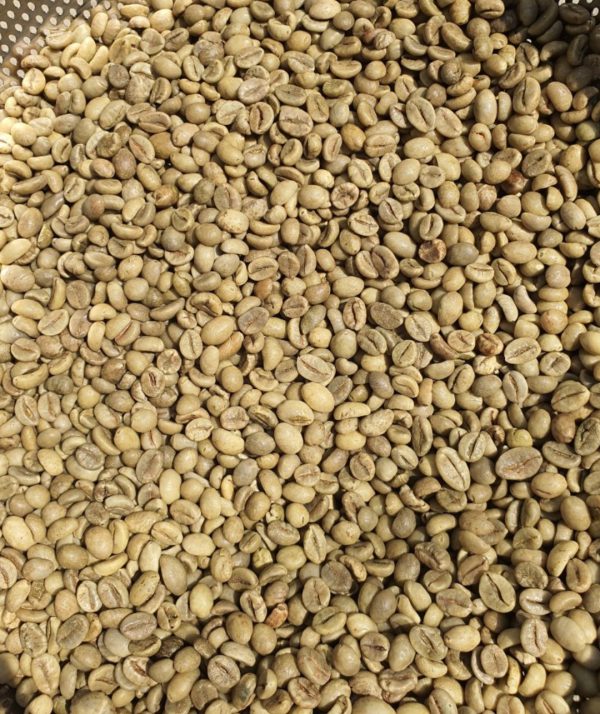 ROBUSTA S16 WET POLISHED