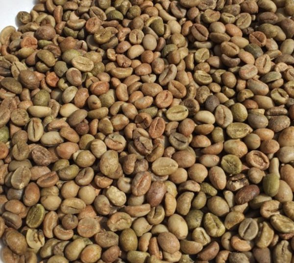 CÀ PHÊ NHÂN XANH ROBUSTA S16 CLEAN